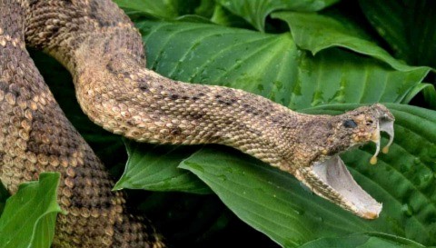 Why the King Destroyed a Copper Snake